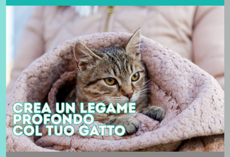 gatt_abitudini_plaid